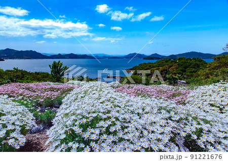 樹齢1200年の巨木がそびえる神秘の小島　志々島 91221676