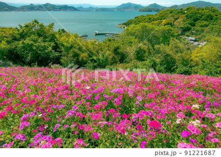 樹齢1200年の巨木がそびえる神秘の小島 志々島 樹齢1200年の巨木がそびえる神秘の小島 志々島 91221687