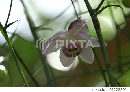 青梅即清寺のレンゲショウマ 青梅即清寺のレンゲショウマ 91222201