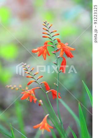 姫檜扇水仙(ヒメヒオウギズイセン)の花 姫檜扇水仙(ヒメヒオウギズイセン)の花 91223125