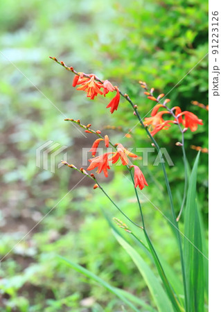 姫檜扇水仙(ヒメヒオウギズイセン)の花 姫檜扇水仙(ヒメヒオウギズイセン)の花 91223126