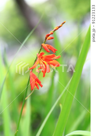姫檜扇水仙(ヒメヒオウギズイセン)の花 姫檜扇水仙(ヒメヒオウギズイセン)の花 91223133