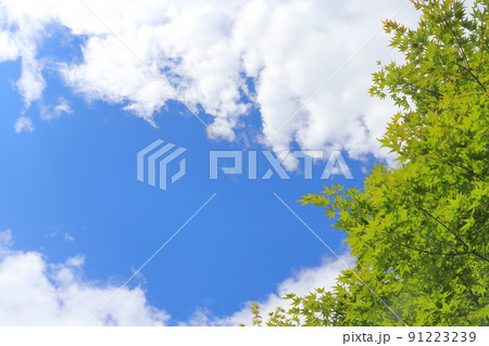 初夏のカエデの木　青空　雲 91223239