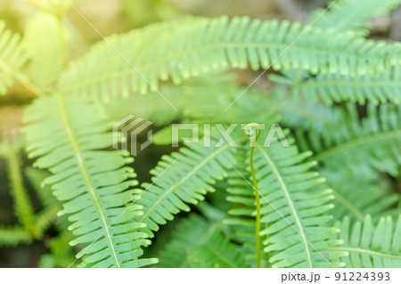 Freshness Green leaf of Fern are prominent Freshness Green leaf of Fern are prominent 91224393