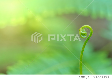 Freshness Green leaf of Fern are prominent Freshness Green leaf of Fern are prominent 91224394