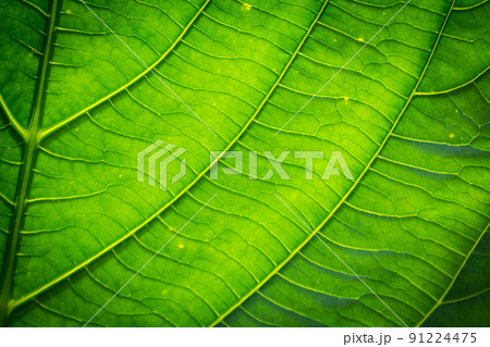 Green leaves with detailed lines 91224475