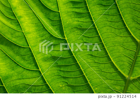 Green leaves with detailed lines 91224514
