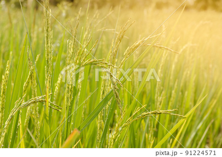 seeds and rice  that are still green in the countryside 91224571