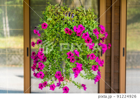 隣のペチュニアの花 隣のペチュニアの花 91224926