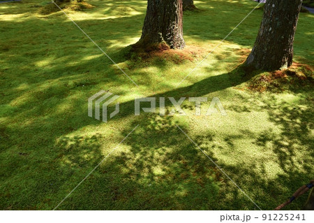 苔と木漏れ日 京都 苔と木漏れ日 京都 91225241