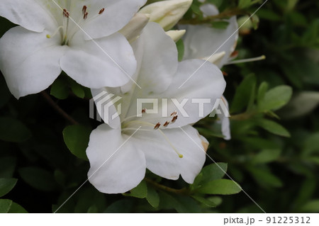 春の日本の庭に咲く白いサツキの花 春の日本の庭に咲く白いサツキの花 91225312