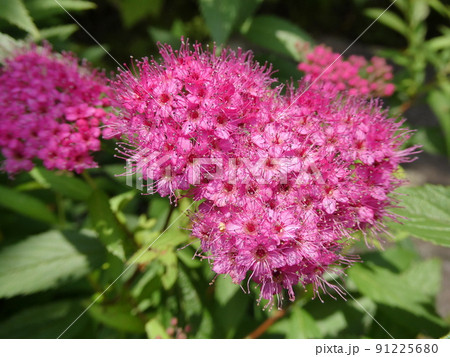 シモツケ　Japanese Spiraea 91225680