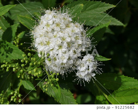 シモツケ　Japanese Spiraea 91225682