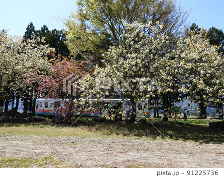 満開の桜　サクラ　さくら　羽前成田駅　フラワー長井線 91225736
