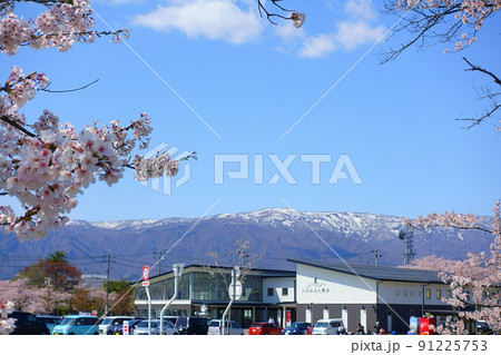 満開の桜 道の駅 川のみなと 長井 満開の桜 道の駅 川のみなと 長井 91225753