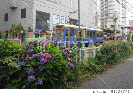 6月　荒川41都電とアジサイ(紫陽花)･荒川線町屋駅前 91225771