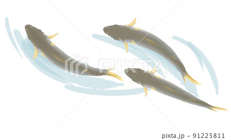 鮎 稚鮎 手描き イラスト 鮎 稚鮎 手描き イラスト 91225811