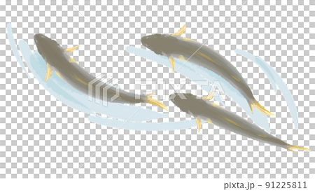 Ayu juvenile sweetfish hand-painted illustration 91225811