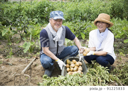 塾年夫婦の家庭菜園、野菜作り、じゃが芋掘り 91225833