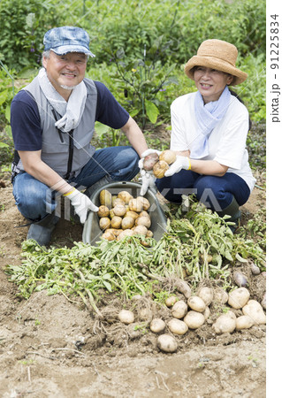 塾年夫婦の家庭菜園、野菜作り、じゃが芋掘り 91225834