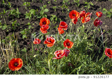 Red poppies on a green background of grass Red poppies on a green background of grass 91226177