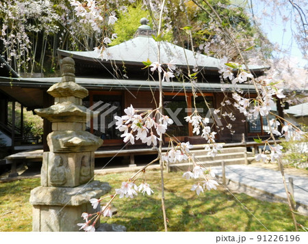 鎌倉のお寺と桜 鎌倉のお寺と桜 91226196