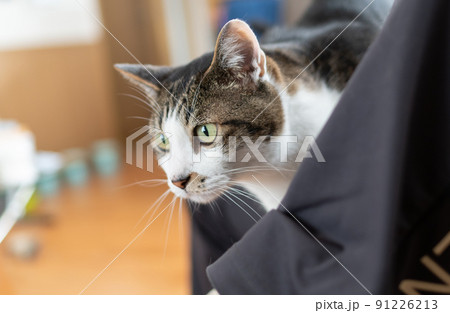 見つめる猫 キジトラ猫 見つめる猫 キジトラ猫 91226213