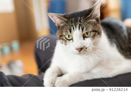 見つめる猫 キジトラ猫 見つめる猫 キジトラ猫 91226214