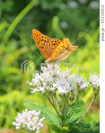 有毒のヨツバヒヨドリを吸蜜して保毒するチョウ 91226912