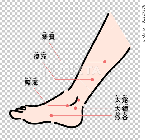 小腿和足部穴位 91227376