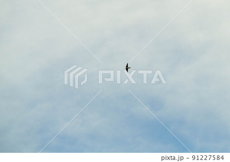 大空を高速で飛ぶツバメ 大空を高速で飛ぶツバメ 91227584