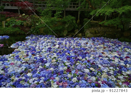 雨引観音のあじさい水中華 91227843