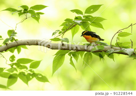 樹上でたたずむキビタキのオス 91228544