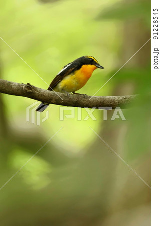 樹上でたたずむキビタキのオス 91228545