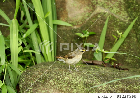 水場に来てたたずむキビタキのオス若鳥 水場に来てたたずむキビタキのオス若鳥 91228599