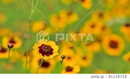 春車菊の花 春車菊の花 91228728