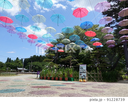 満開のアヤメ　あやめ　長井あやめ公園 91228739