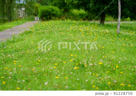 奈良平城京・爽やかなブタナの野原散歩道 91228750