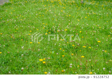 奈良平城京・爽やかなブタナの野原散歩道 91228752