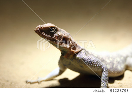 Red-headed agama (Agama agama) Red-headed agama (Agama agama) 91228793