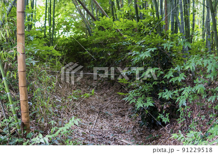 比企氏館跡と伝わる金剛寺の空堀/埼玉県比企郡川島町 比企氏館跡と伝わる金剛寺の空堀/埼玉県比企郡川島町 91229518
