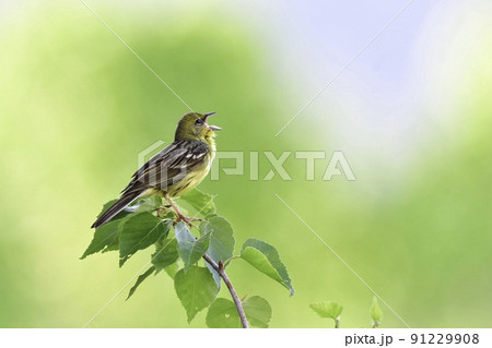 早朝の初夏の高原でさわやかな声でさえずる、日本固有の珍しい小鳥、ノジコ 早朝の初夏の高原でさわやかな声でさえずる、日本固有の珍しい小鳥、ノジコ 91229908