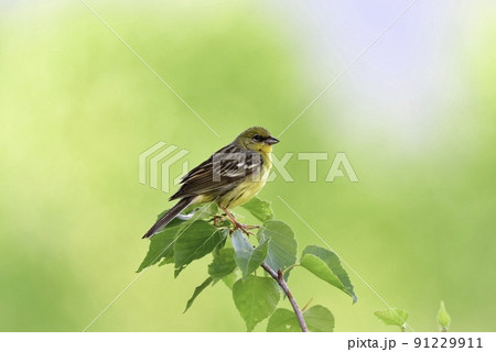早朝の初夏の高原でさわやかな声でさえずる、日本固有の珍しい小鳥、ノジコ 91229911