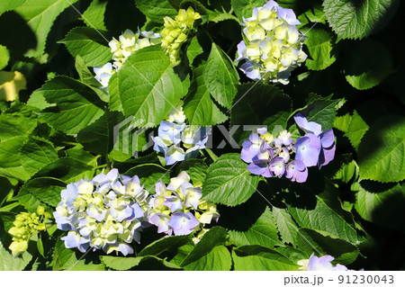 初夏の日本の公園に咲くアジサイの水色と薄紫のアジサイの花 91230043