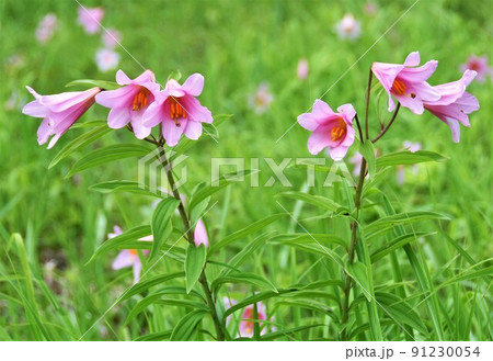 ヒメサユリの花 福島県南会津町・高清水自然公園 ヒメサユリの花 福島県南会津町・高清水自然公園 91230054