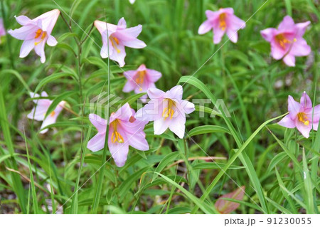 ヒメサユリの花 福島県南会津町・高清水自然公園 ヒメサユリの花 福島県南会津町・高清水自然公園 91230055