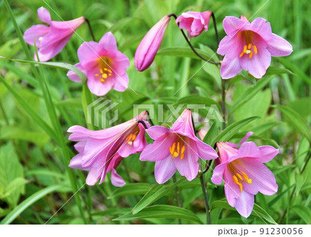 ヒメサユリの花 福島県南会津町・高清水自然公園 ヒメサユリの花 福島県南会津町・高清水自然公園 91230056