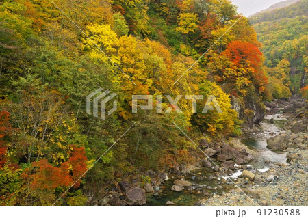 信州秋山郷 切明橋から望む中津川渓谷の紅葉 信州秋山郷 切明橋から望む中津川渓谷の紅葉 91230588