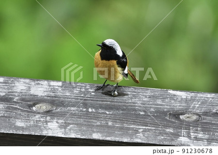 初夏に志賀高原や軽井沢の高原で見られるオレンジ色と黒が美しい小鳥、ジョウビタキ 91230678