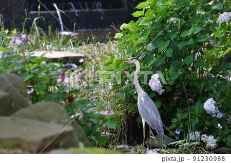2021日本で一番幸せな町に選ばれた埼玉県鳩山町農村公園の紫陽花と緑も綺麗な清流に舞い降りたアオサギ 91230988